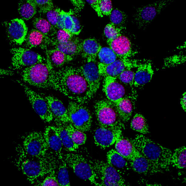 Ki-67 Antibody in Immunocytochemistry (ICC/IF)