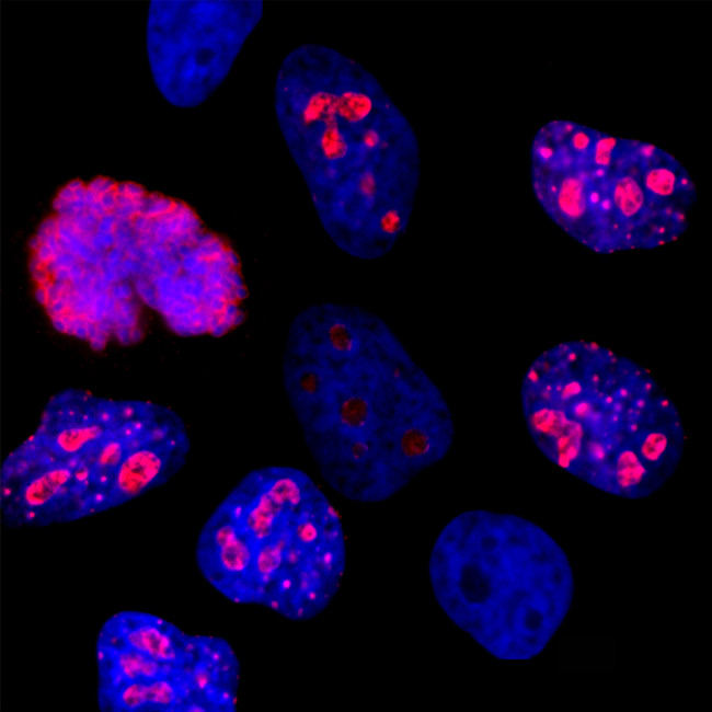 Ki-67 Antibody in Immunocytochemistry (ICC/IF)