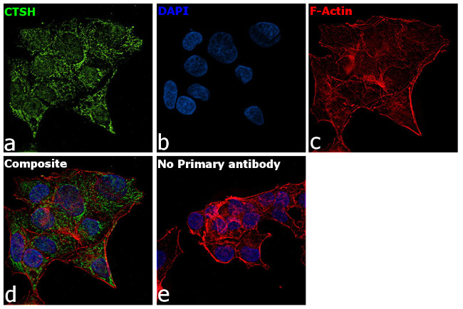 Cathepsin H Antibody in Immunocytochemistry (ICC/IF)