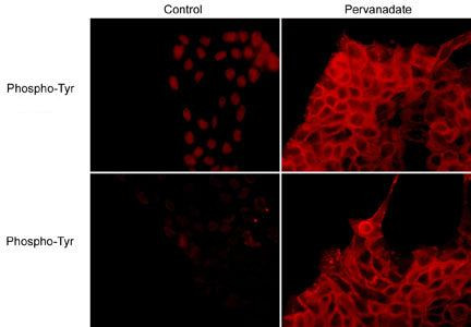 Phosphotyrosine Antibody in Immunocytochemistry (ICC/IF)