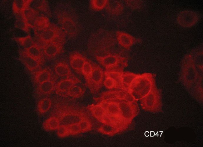 CD47 Antibody in Immunocytochemistry (ICC/IF)