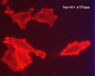 CD298 Antibody in Immunocytochemistry (ICC/IF)