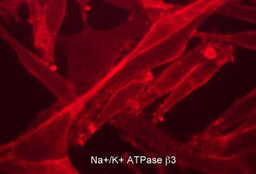 CD298 Antibody in Immunocytochemistry (ICC/IF)