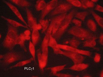 PLCG1 Antibody in Immunocytochemistry (ICC/IF)