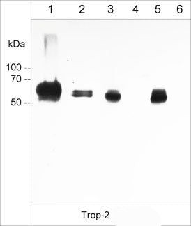 TROP2 Antibody in Western Blot (WB)