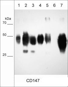 CD147 Antibody in Western Blot (WB)