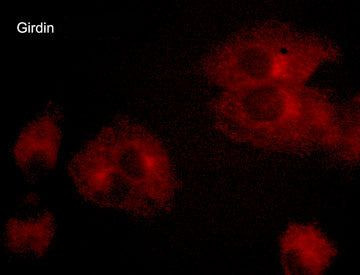 Girdin Antibody in Immunocytochemistry (ICC/IF)