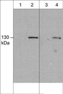 iNOS Antibody in Western Blot (WB)