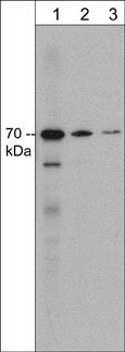 Syntaphilin Antibody in Western Blot (WB)