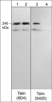 Talin Antibody in Western Blot (WB)