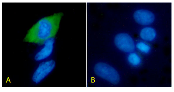 6x His Tag Chimeric Antibody in Immunocytochemistry (ICC/IF)