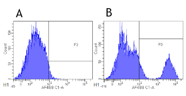 CD20 (Rituximab Biosimilar) Antibody in Flow Cytometry (Flow)