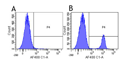 CD19 Chimeric Antibody in Flow Cytometry (Flow)