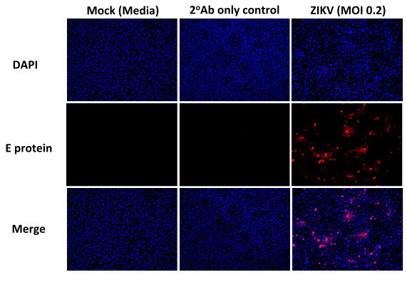Flavivirus Envelope Chimeric Antibody in Immunocytochemistry (ICC/IF)