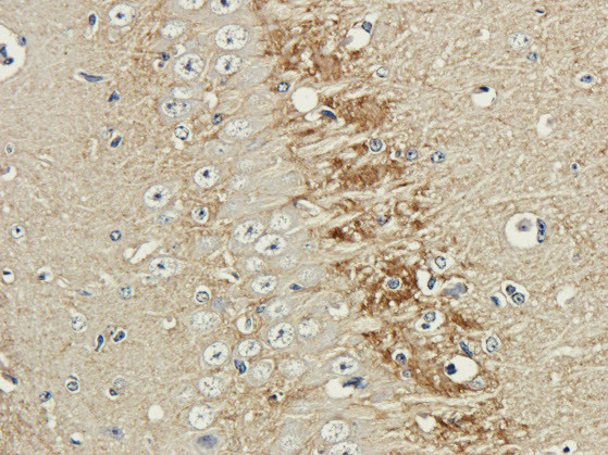 Polysialic acid Chimeric Antibody in Immunohistochemistry (PFA fixed) (IHC (PFA))