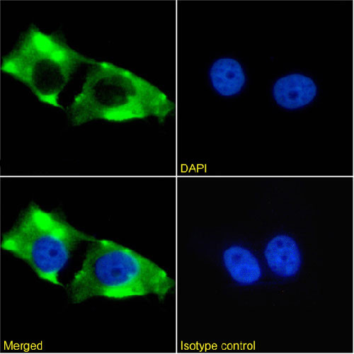 ErbB2 (HER-2) Antibody in Immunocytochemistry (ICC/IF)