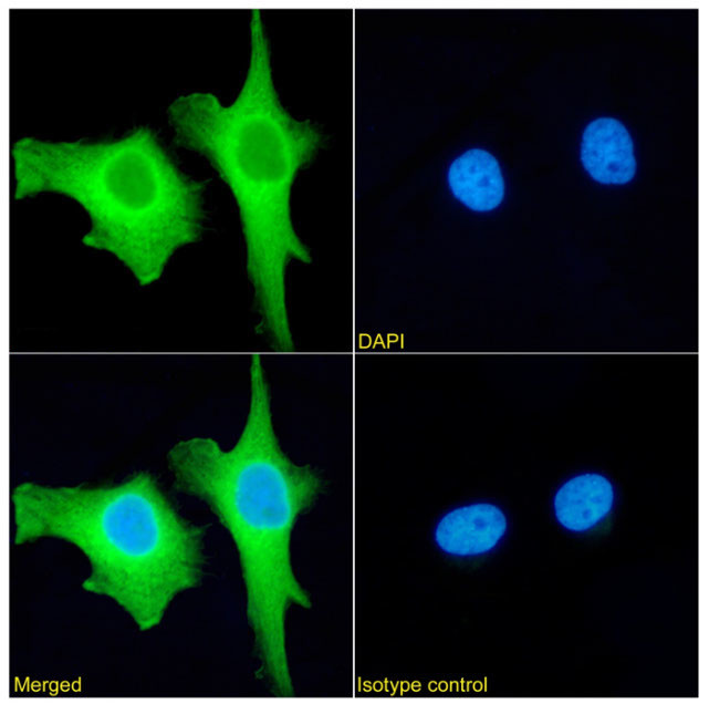 XPNPEP1 Antibody in Immunocytochemistry (ICC/IF)