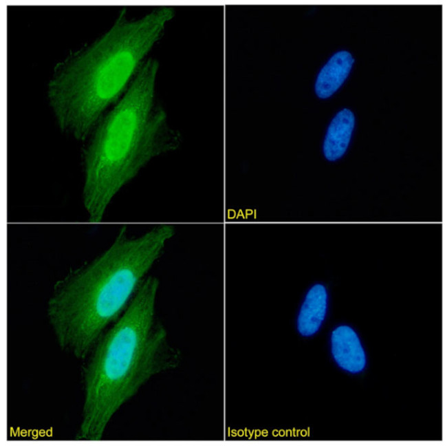 XPNPEP1 Antibody in Immunocytochemistry (ICC/IF)