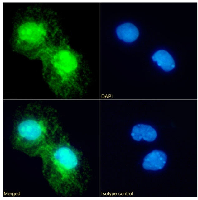 Annexin A4 Antibody in Immunocytochemistry (ICC/IF)