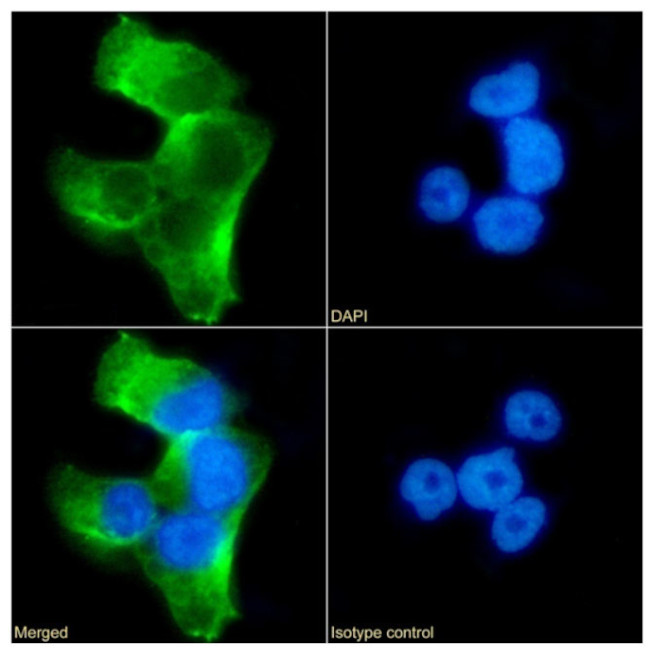 SERPINA6 Antibody in Immunocytochemistry (ICC/IF)