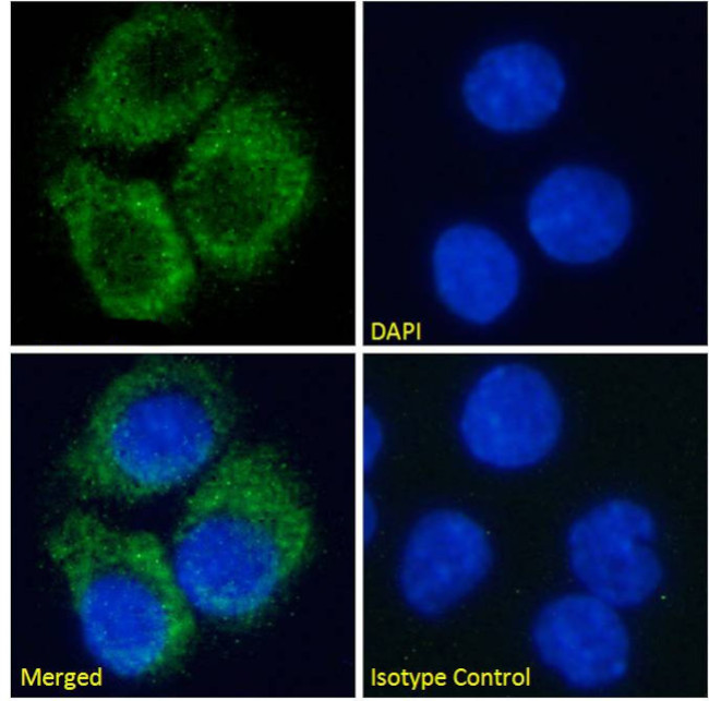 ADORA2A Chimeric Antibody in Immunocytochemistry (ICC/IF)