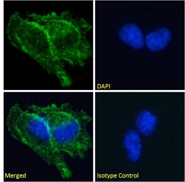 PrP Chimeric Antibody in Immunocytochemistry (ICC/IF)