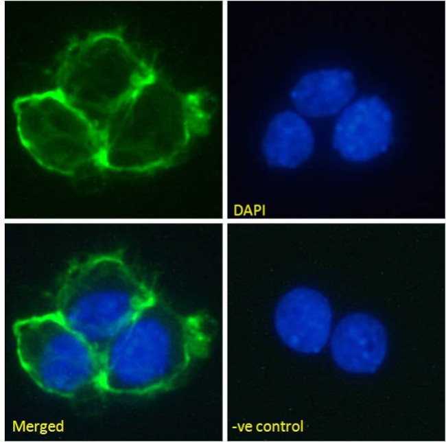 Matuzumab Chimeric Antibody in Immunocytochemistry (ICC/IF)