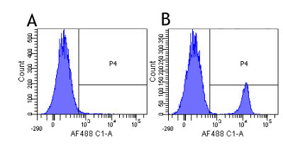 CD19 Chimeric Antibody in Flow Cytometry (Flow)