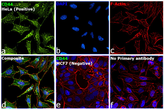 CD44 Chimeric Antibody in Immunocytochemistry (ICC/IF)