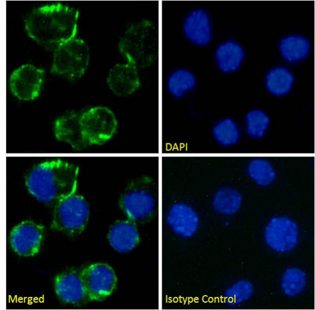 CD81 Antibody in Immunocytochemistry (ICC/IF)