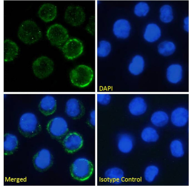 Tocilizumab Chimeric Antibody in Immunocytochemistry (ICC/IF)