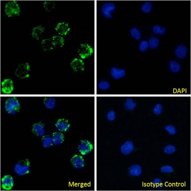 CD16 Chimeric Antibody in Immunocytochemistry (ICC/IF)