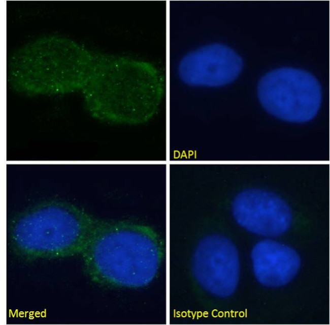 Ganglioside GM2 Chimeric Antibody in Immunocytochemistry (ICC/IF)