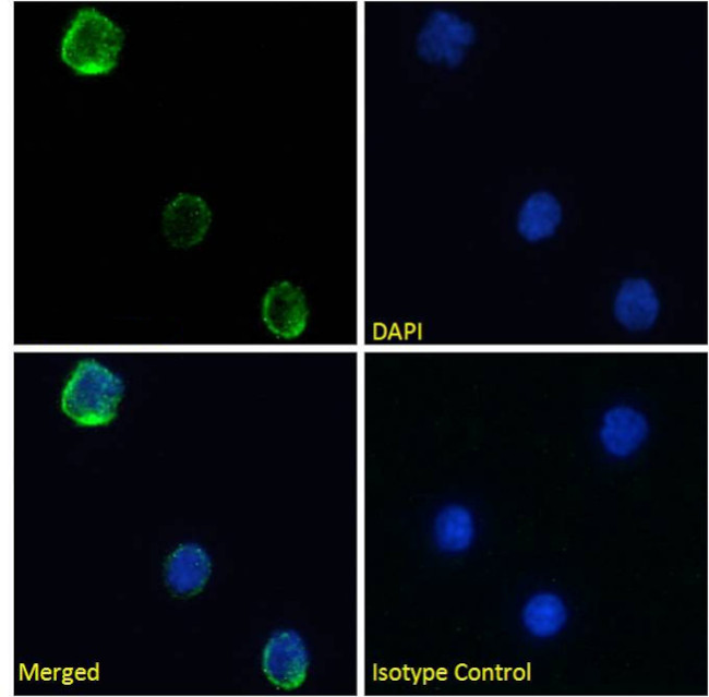 CD154 (CD40 Ligand) Chimeric Antibody in Immunocytochemistry (ICC/IF)