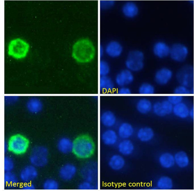 PD-1 (CD279) Chimeric Antibody in Immunocytochemistry (ICC/IF)