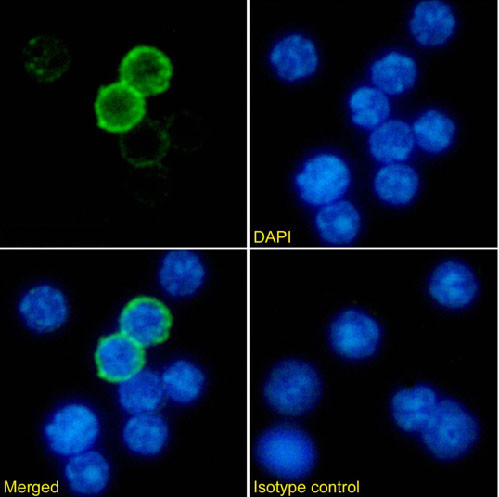 MHC Class II (I-A/I-E) Chimeric Antibody in Immunocytochemistry (ICC/IF)