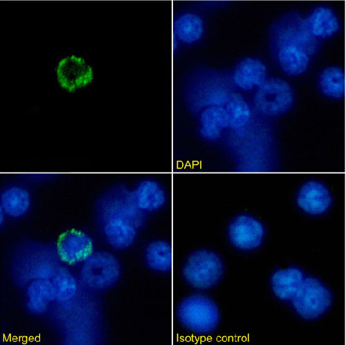 MHC Class I Chimeric Antibody in Immunocytochemistry (ICC/IF)