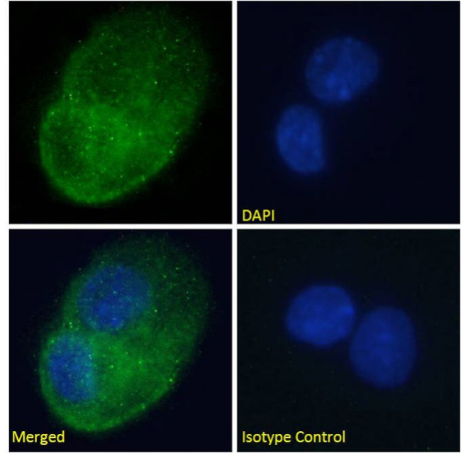 DARC Chimeric Antibody in Immunocytochemistry (ICC/IF)