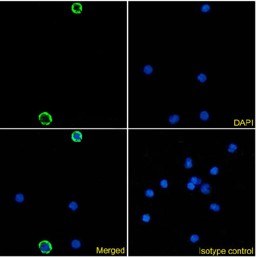 CLEC4A Chimeric Antibody in Immunocytochemistry (ICC/IF)