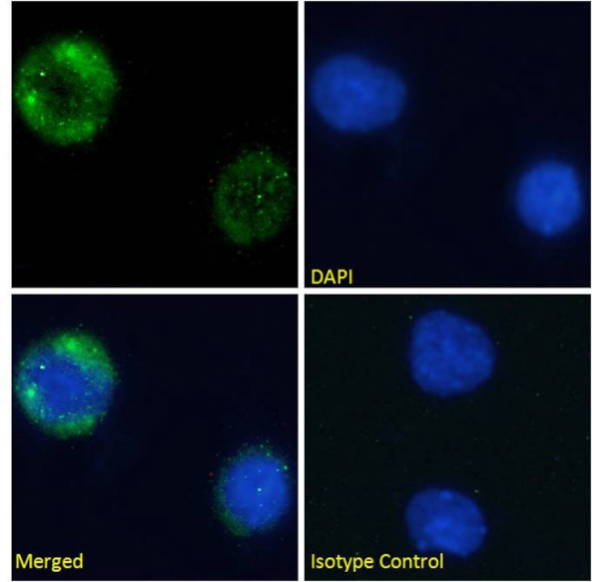 CD10 Chimeric Antibody in Immunocytochemistry (ICC/IF)