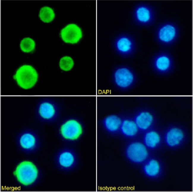 Hemoglobin Chimeric Antibody in Immunocytochemistry (ICC/IF)