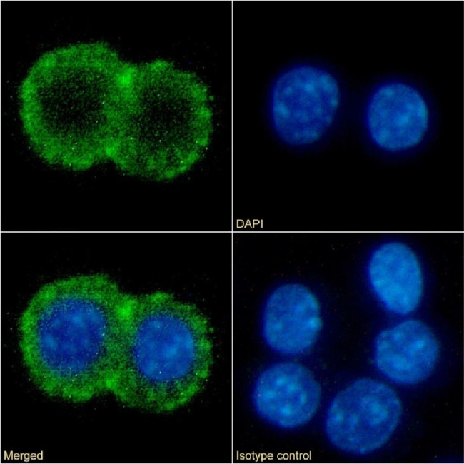 CD86 Chimeric Antibody in Immunocytochemistry (ICC/IF)
