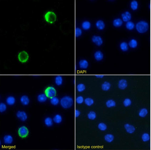 Ly-6G/Ly-6C Chimeric Antibody in Immunocytochemistry (ICC/IF)
