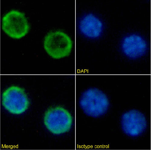 CD45R Chimeric Antibody in Immunocytochemistry (ICC/IF)
