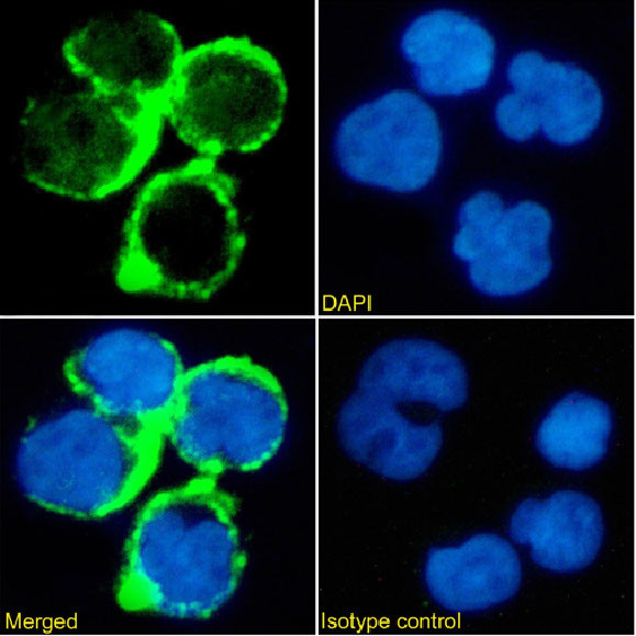 TAG72 (Minretumomab Biosimilar) Antibody in Immunocytochemistry (ICC/IF)