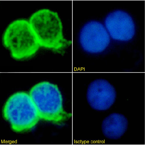 TAG72 (Minretumomab Biosimilar) Antibody in Immunocytochemistry (ICC/IF)