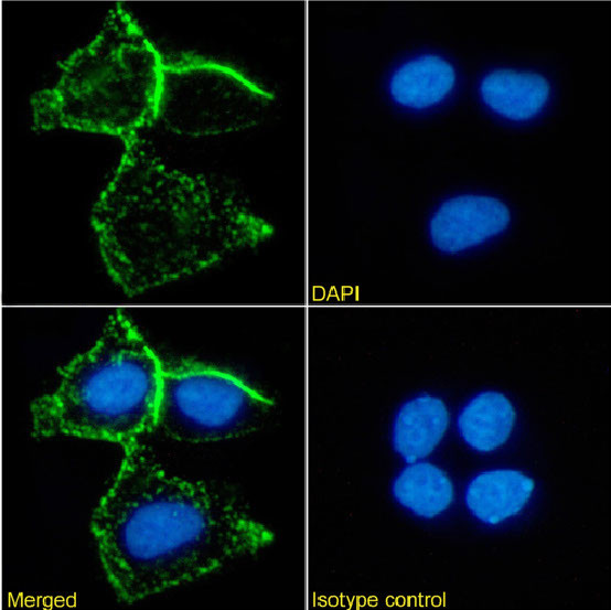 CD66 Antibody in Immunocytochemistry (ICC/IF)