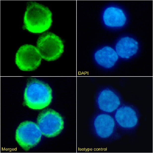 RHD Chimeric Antibody in Immunocytochemistry (ICC/IF)