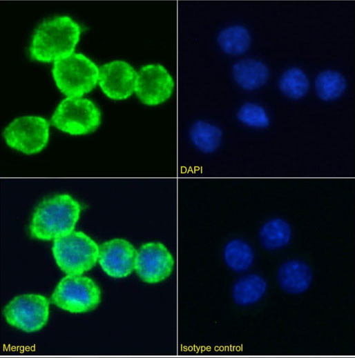 Transferrin Receptor Chimeric Antibody in Immunocytochemistry (ICC/IF)