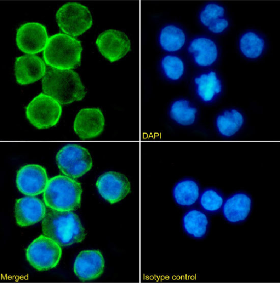 CD11a Chimeric Antibody in Immunocytochemistry (ICC/IF)
